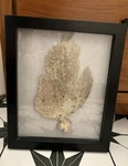 Sea Fan In Shadow Box Frame Wall Art Used. Price: $19.99.