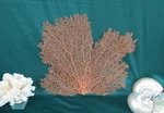 Natural Sea Fan Corals (set Of 2) (10 14.5") Coastal Wall Art Ocean Decor New. Price: $39.99.